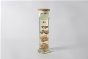 Image description is not available for 2003.10.3